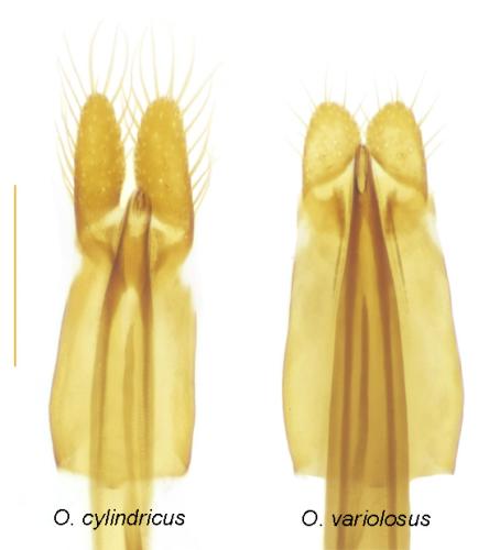 Oxylaemus sp.